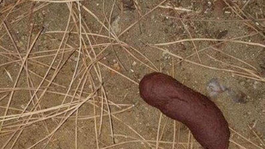 Socialmente pericoloso chi commette crudeltà sugli animali