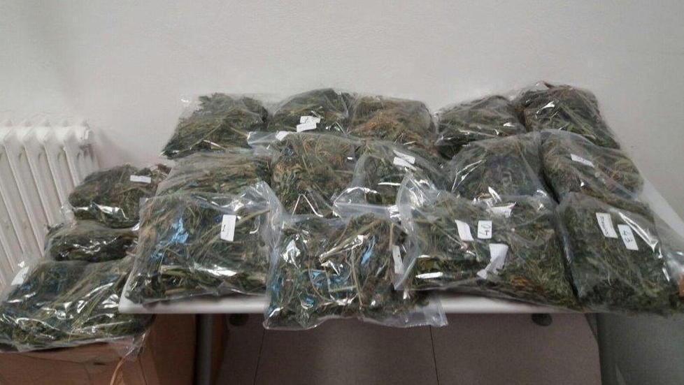 Pollice verde della marijuana preso dopo un anno di latitanza 
