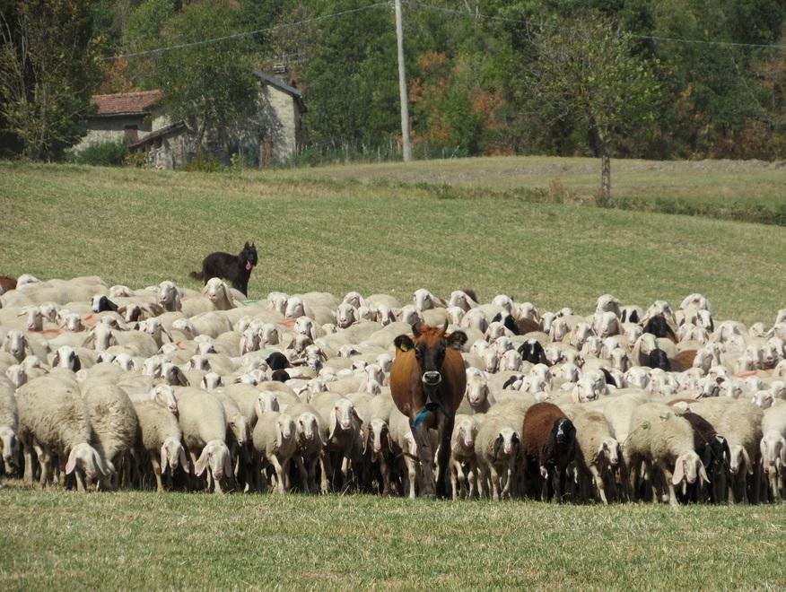 La transumanza verso la Bassa è uno spettacolo 