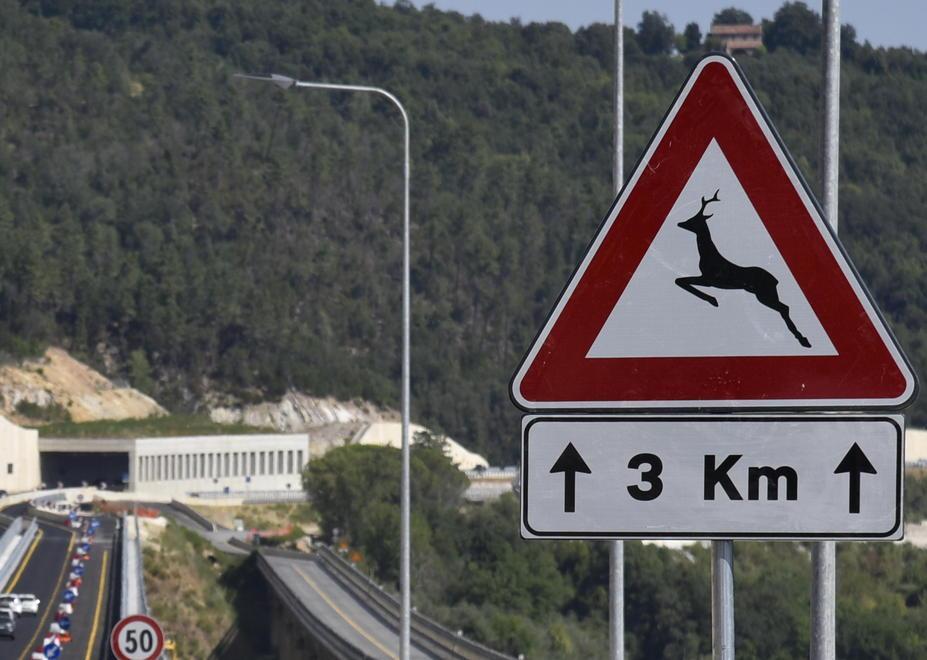 Animali sulla strada, troppi cartelli 