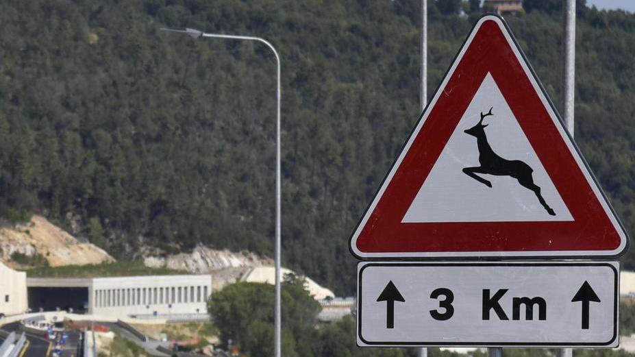 Animali sulla strada, troppi cartelli