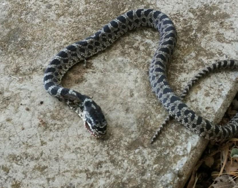 Vipera catturata dai vigili del fuoco 