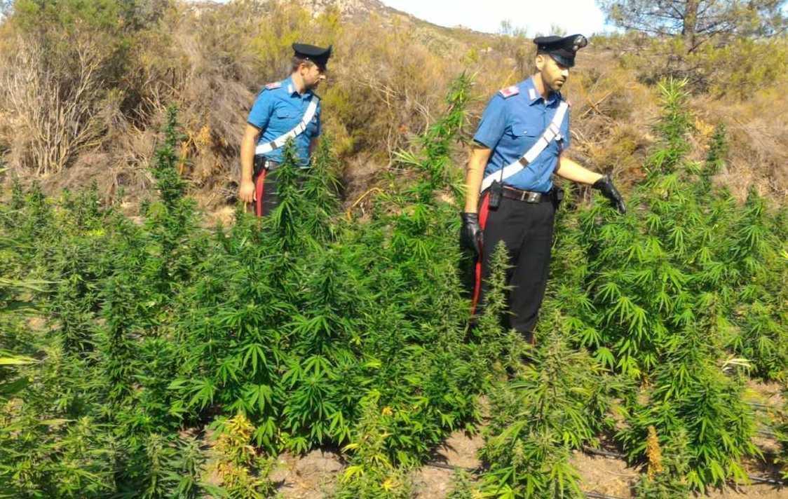 Sequestrate 2.600 piante di marijuana