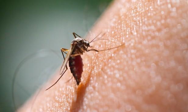 Due casi di malaria al Santo Stefano