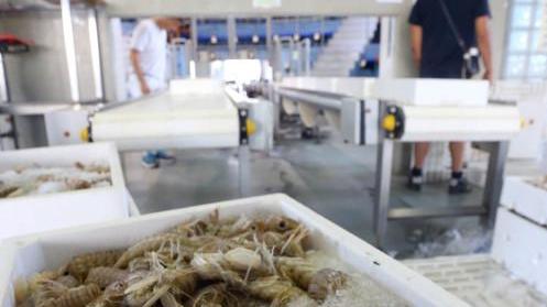 I pescatori tornano a calare le reti Fermo pesca finito