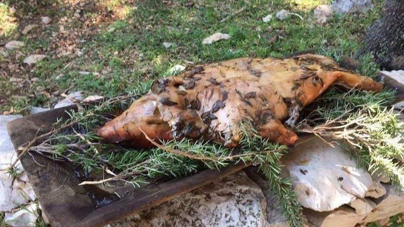 Federico Lai, lo specialista del maialetto cotto sotto terra