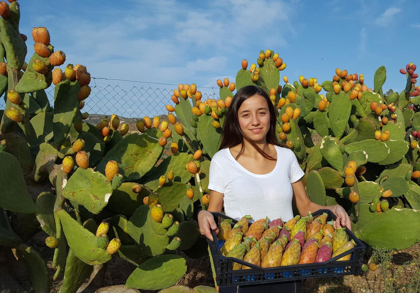 Piantagioni di fichi d’India, l’isola scopre una miniera 