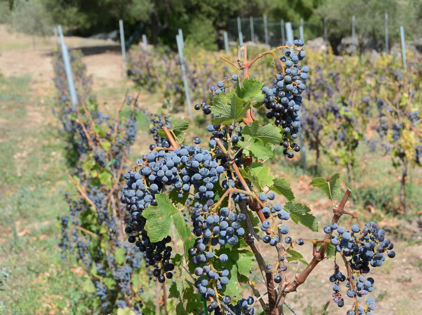 A Jerzu vendemmia scarsa ma di qualità 