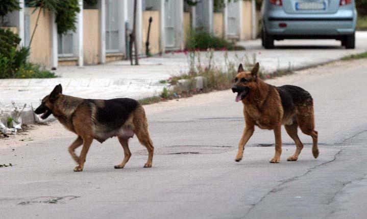 Monte Sant’Antonio, i cani randagi attaccano i turisti