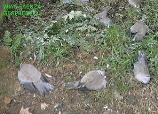 Muravera, sorpresi all'alba con uccelli di specie protette nel carniere: denuciati