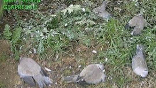 Muravera, sorpresi all'alba con uccelli di specie protette nel carniere: denuciati