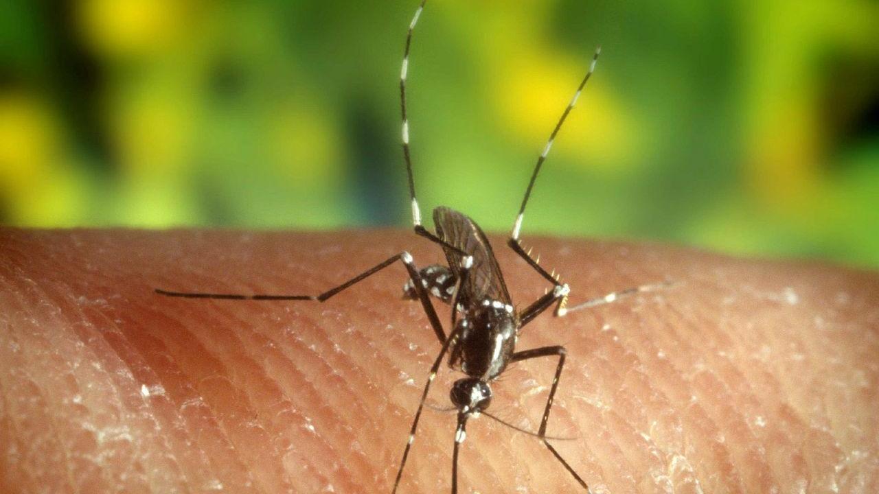 Una zanzara anofele