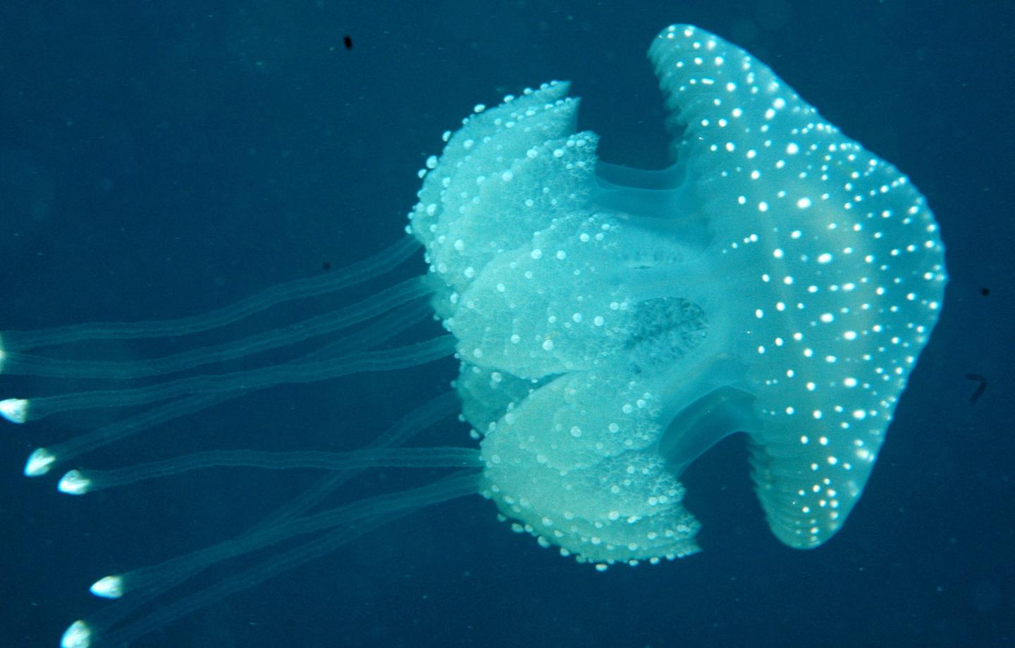 Meduse "aliene" nel golfo di Olbia