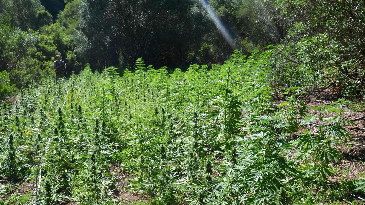 Scoperta una piantagione di marijuana a Sinnai, un arresto