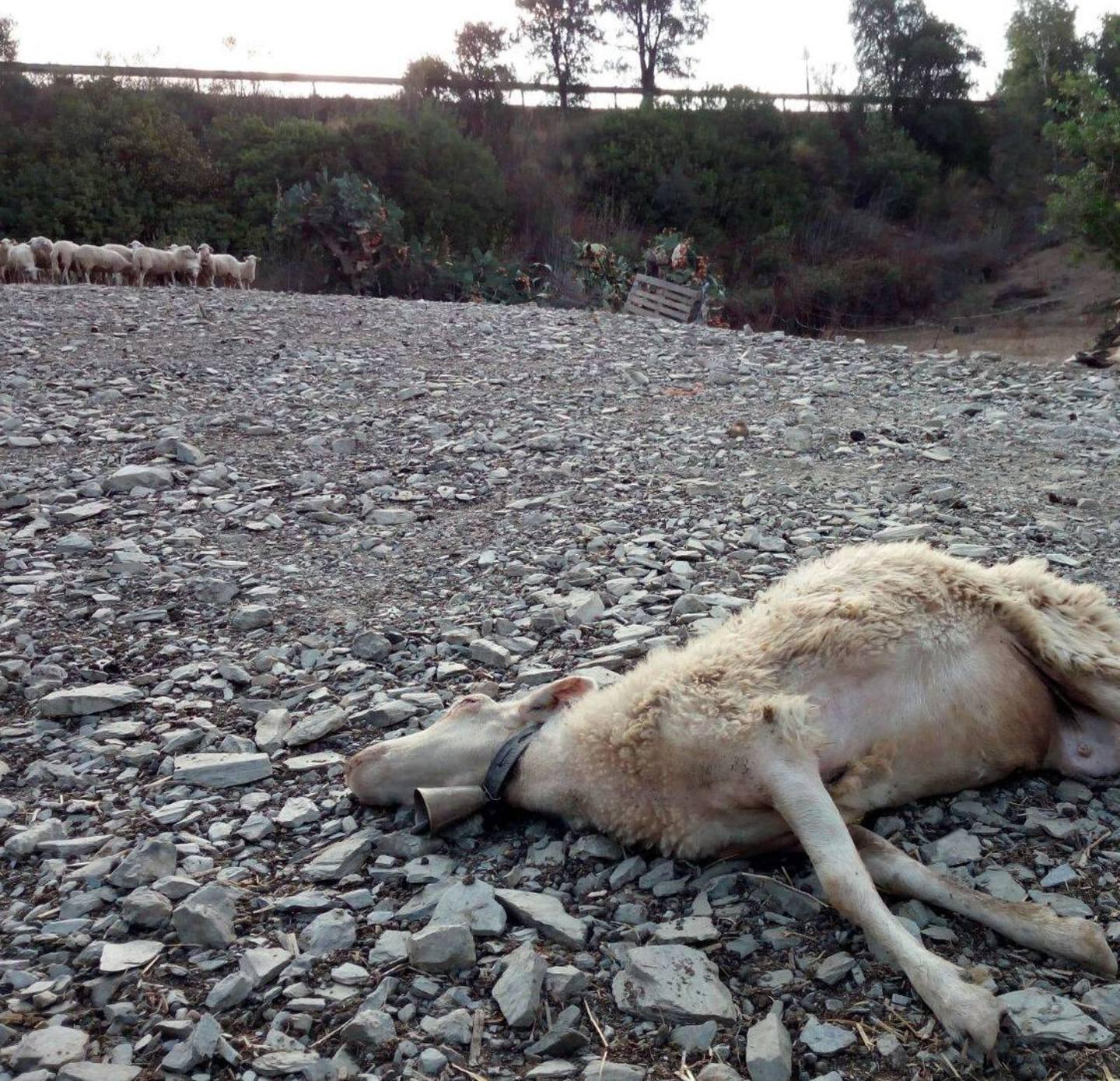 La lingua blu fa paura Regione in campo per arginare il virus 