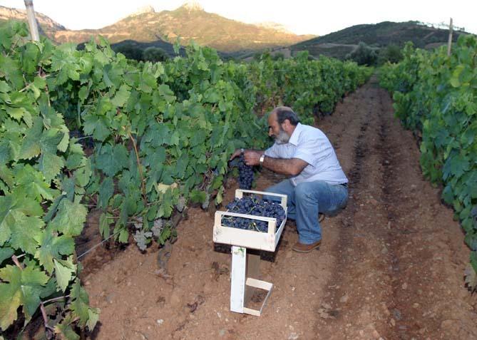 Vendemmia scarsa ma di grande qualità per la Cantina sociale 