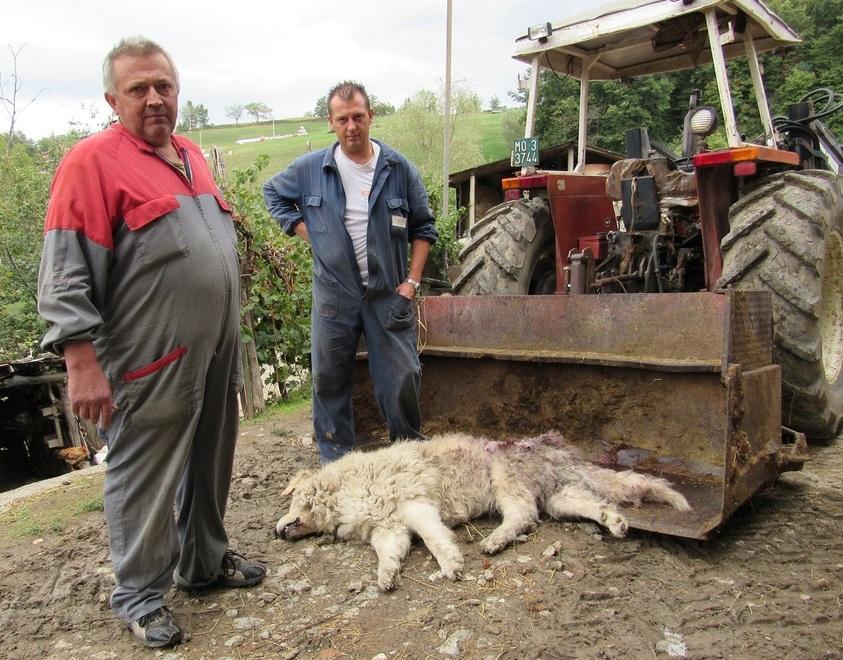 Il maremmano anti-lupo sbranato dai cani selvatici 