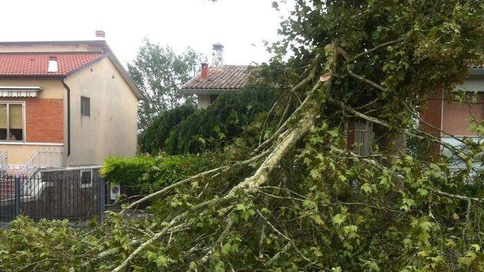Il Comune stanzia fondi per la cura del verde