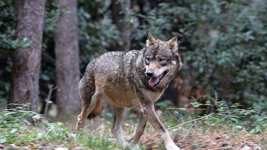 Mucca sbranata da un branco di lupi