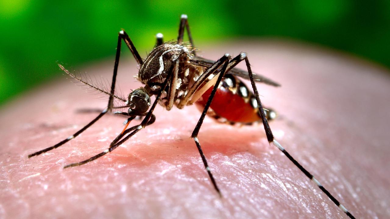 Formigine, accertato un caso di chikungunya a Casinalbo