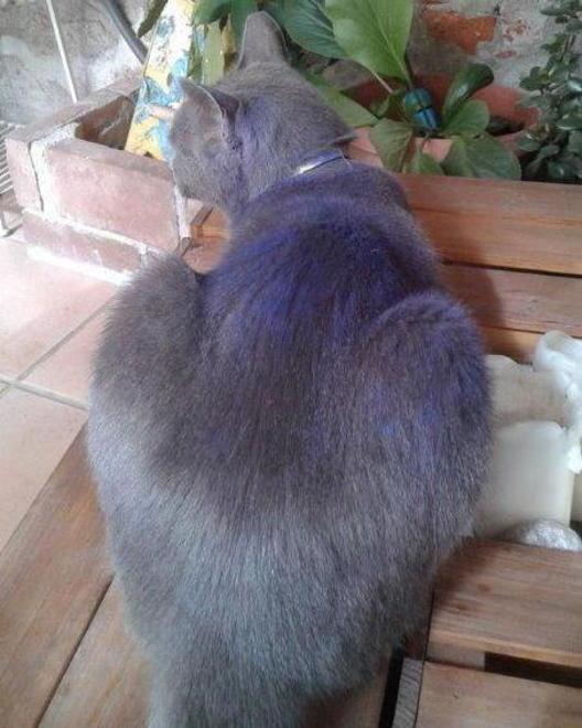 Lanciano inchiostro sul gatto. Allarme per i maltrattamenti 