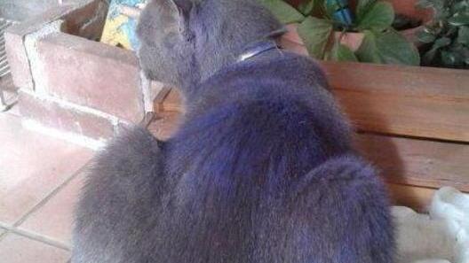 Lanciano inchiostro sul gatto. Allarme per i maltrattamenti
