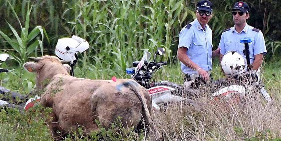 Toro in fuga a Battilana catturato dopo 12 ore 