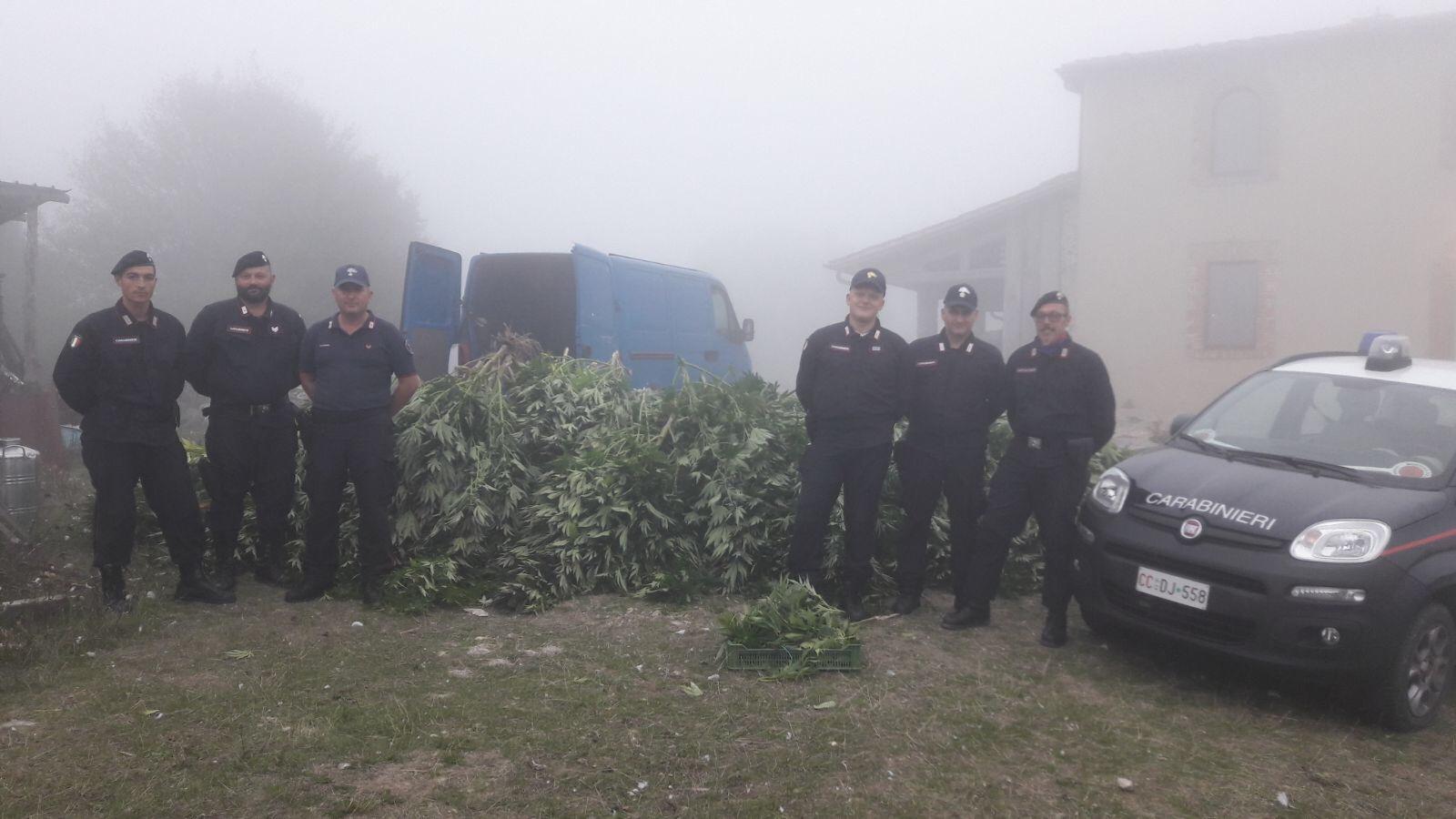 I carabinieri e le piante di marijuana sequestrate