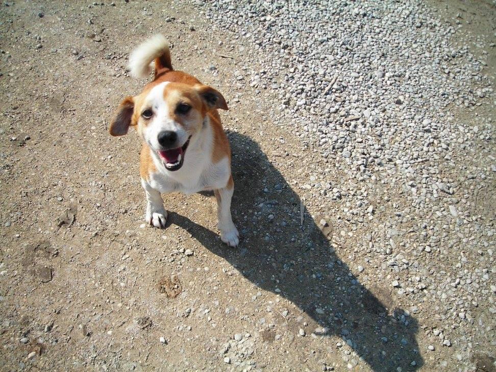 Modena: dopo 7 anni ritrova il cane perduto: «Merito del canile» 