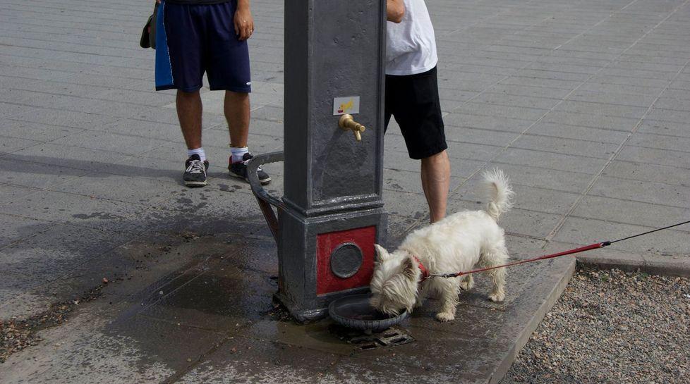 Fontanelle d’acqua anche per gli animali 