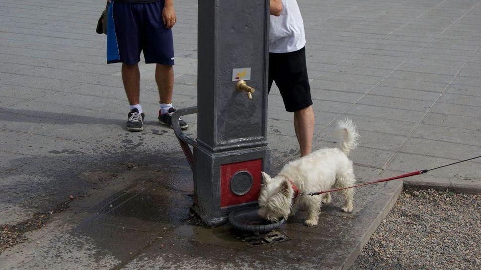 Fontanelle d’acqua anche per gli animali