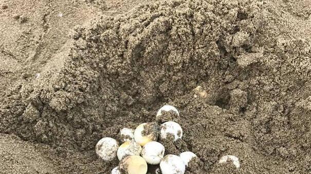 Nido con uova di tartaruga marina trovato a Tirrenia