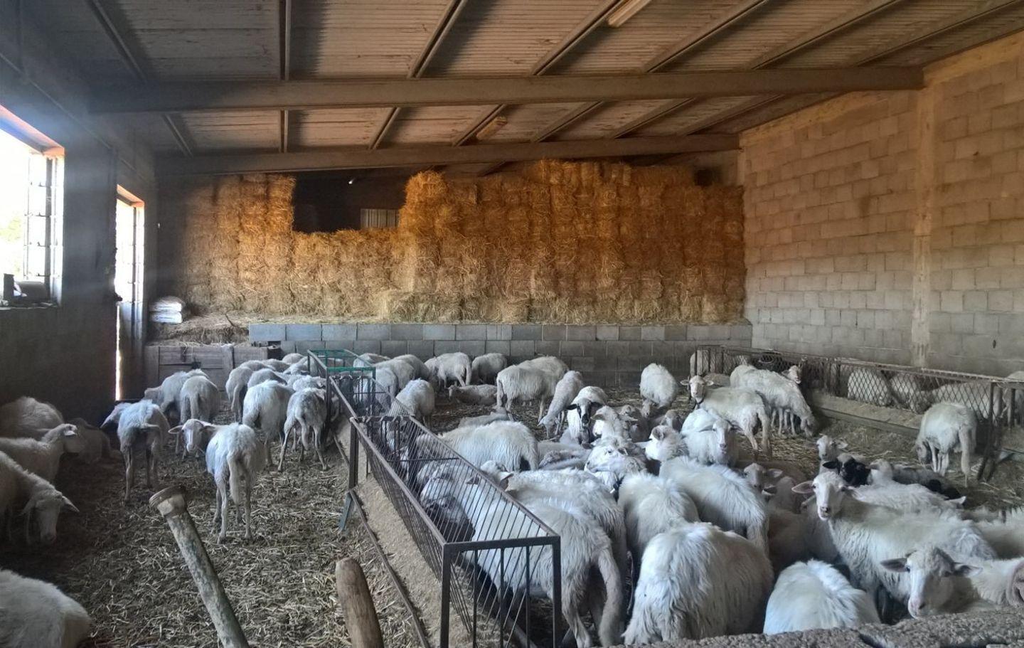 Visna Maedi, esposto alla Procura 