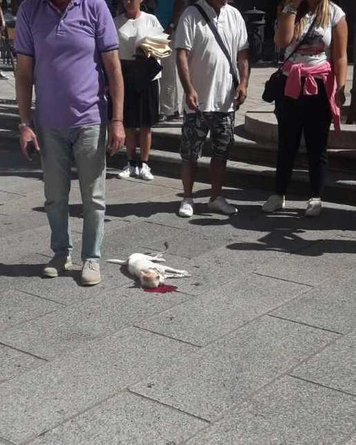 Olbia, auto investe un cagnolino e scappa senza fermarsi