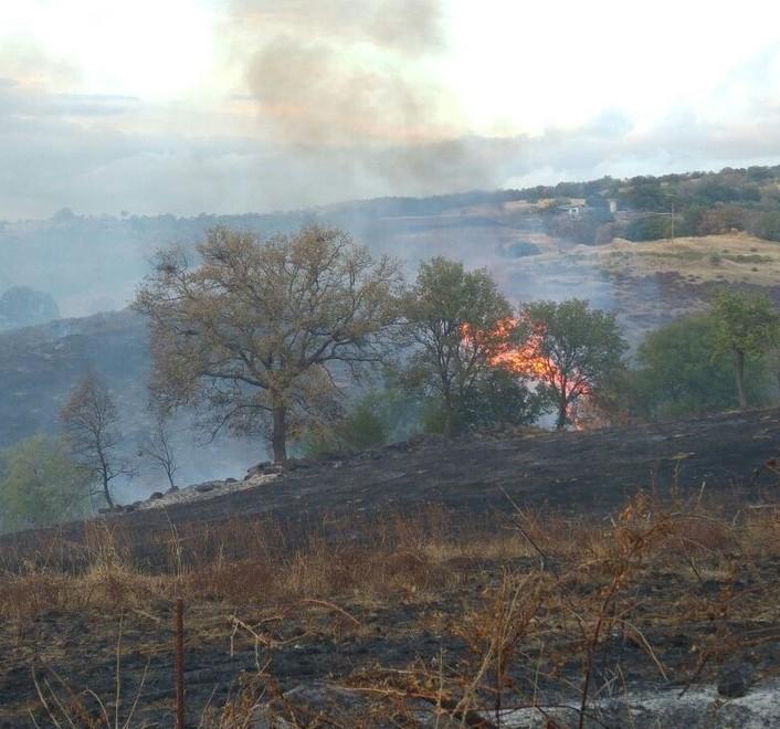 Incendio vicino a Scansano In fumo 10 ettari di bosco