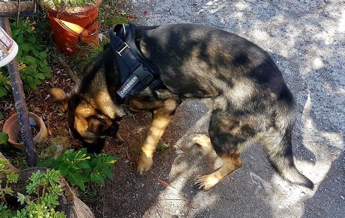 Coltiva “foresta” di marijuana: arrestato 