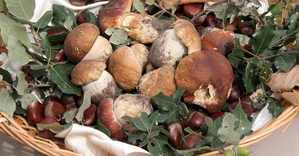 Tessere per la raccolta funghi: le compri sul web 