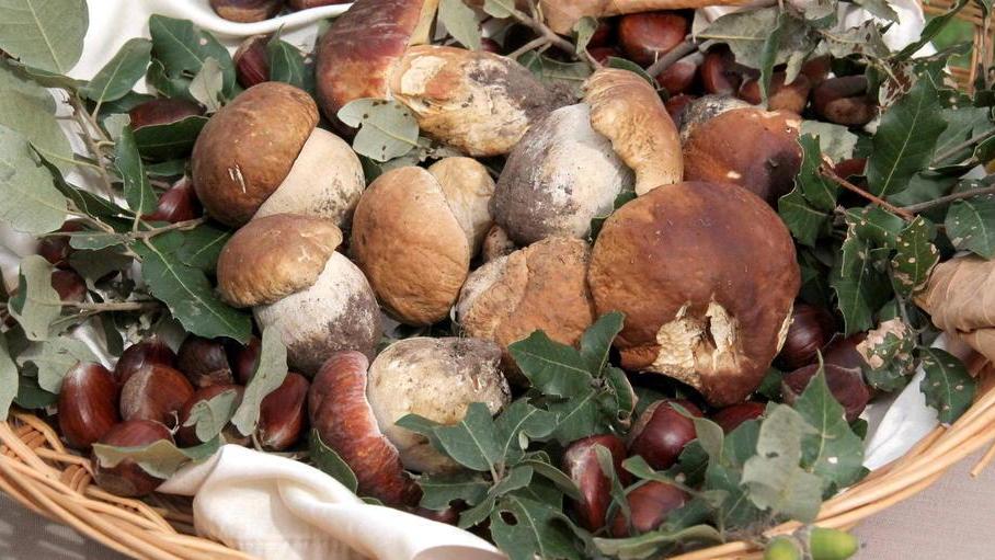 Tessere per la raccolta funghi: le compri sul web