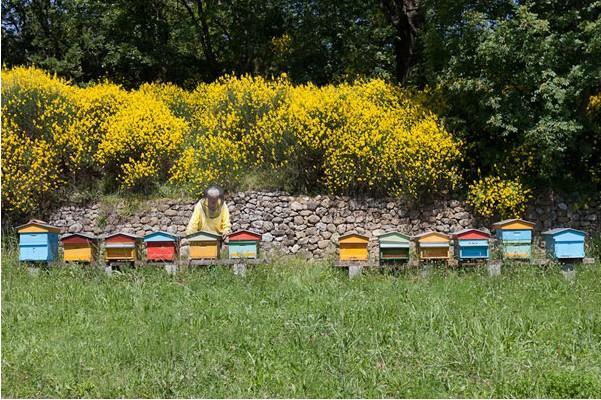 Miele della Lunigiana: un’annata da dimenticare 