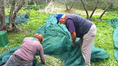 Per il troppo caldo scatta in anticipo la raccolta delle olive