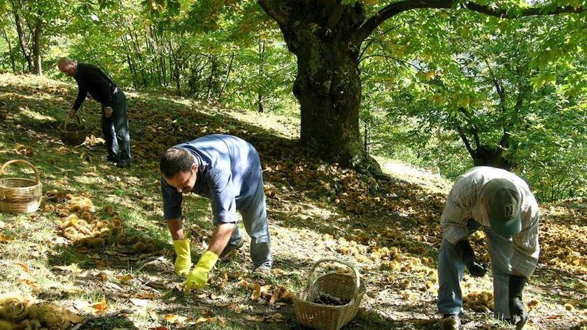 «Castagne piccole, ma ci sono»