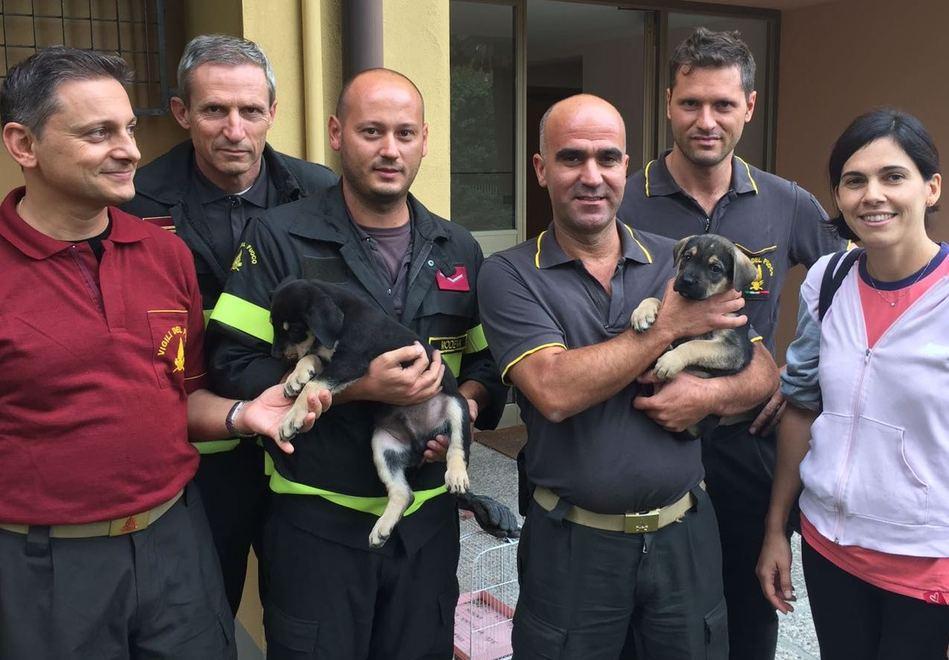 Salvati due cuccioli su tetto
