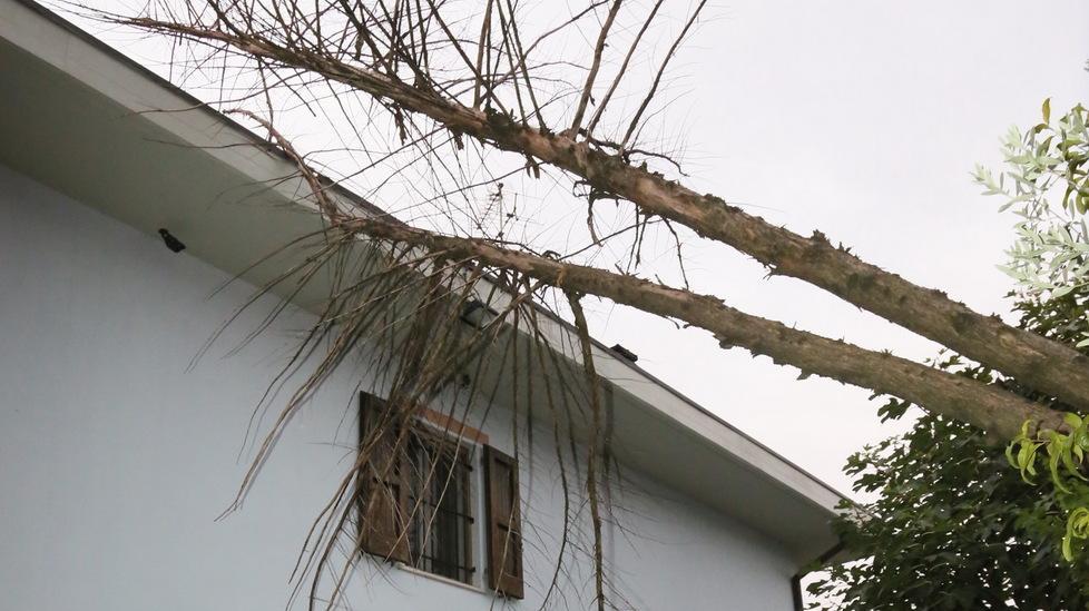 Albero cade e si adagia sul tetto
