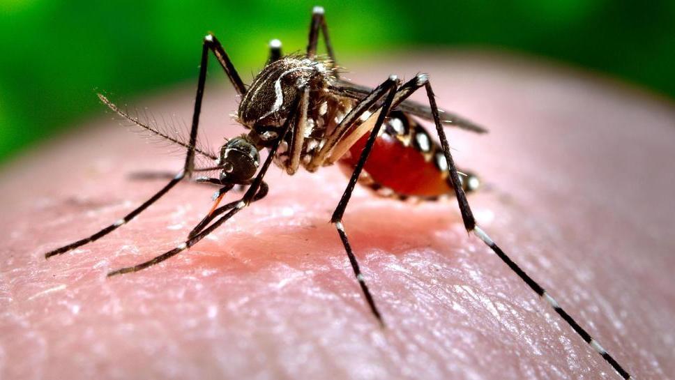 Chikungunya, anche Ferrara mobilitata per il Lazio