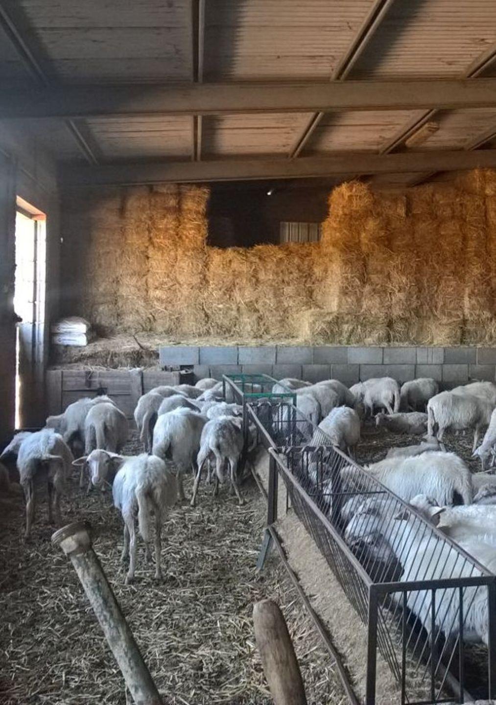 Spauracchio visna maedi nell’Alto Oristanese 