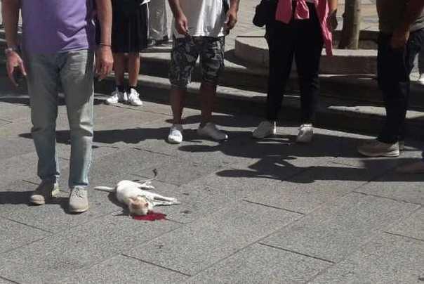Olbia, dall’inizio dell’anno travolti e uccisi dalle auto 44 cani 