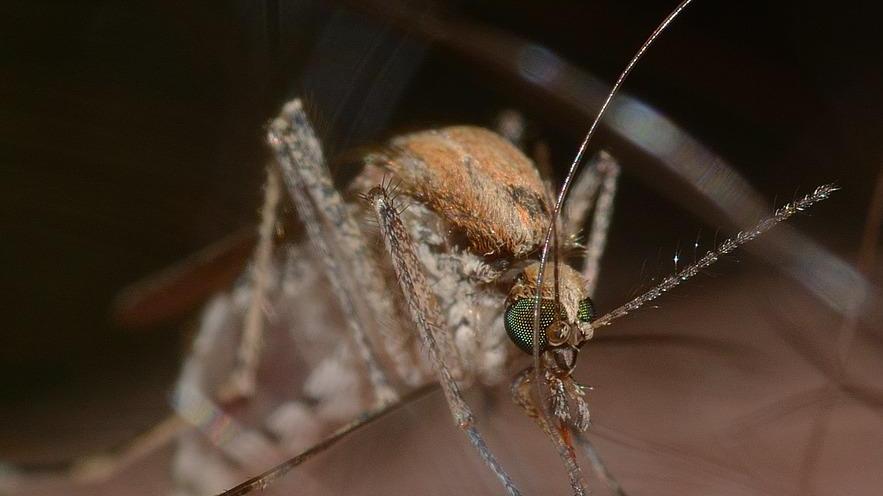 La zanzara portatrice del virus