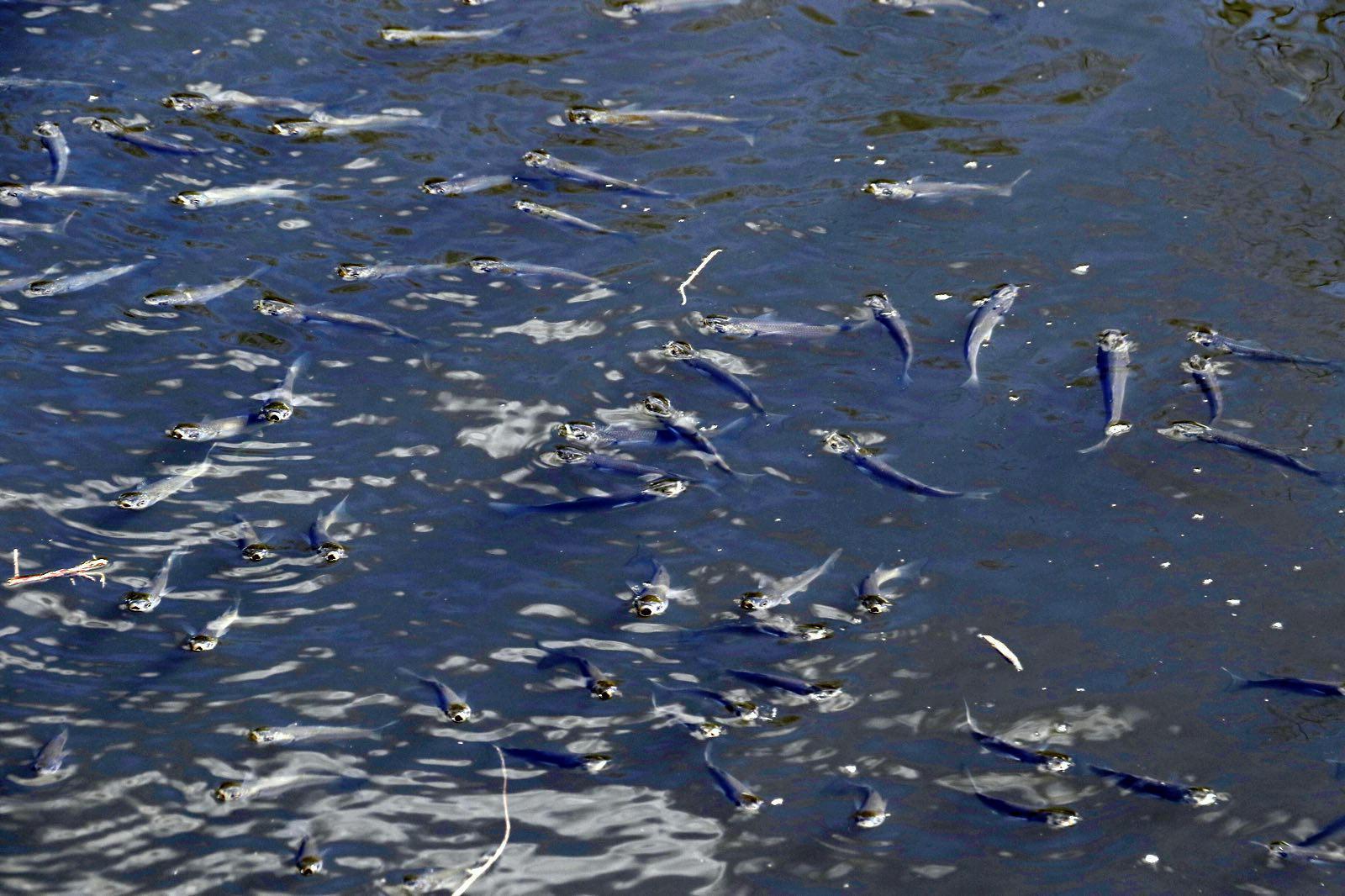Centinaia di pesci morti nell’Arnaccio 