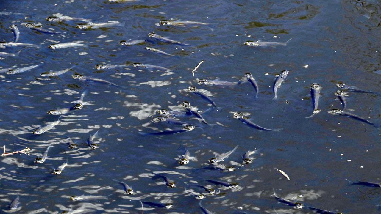 Centinaia di pesci morti nell’Arnaccio