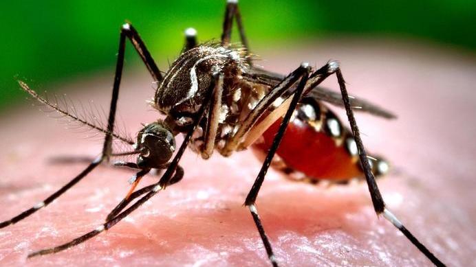 Zanzara tigre: dopo l’allarme il caso è negativo